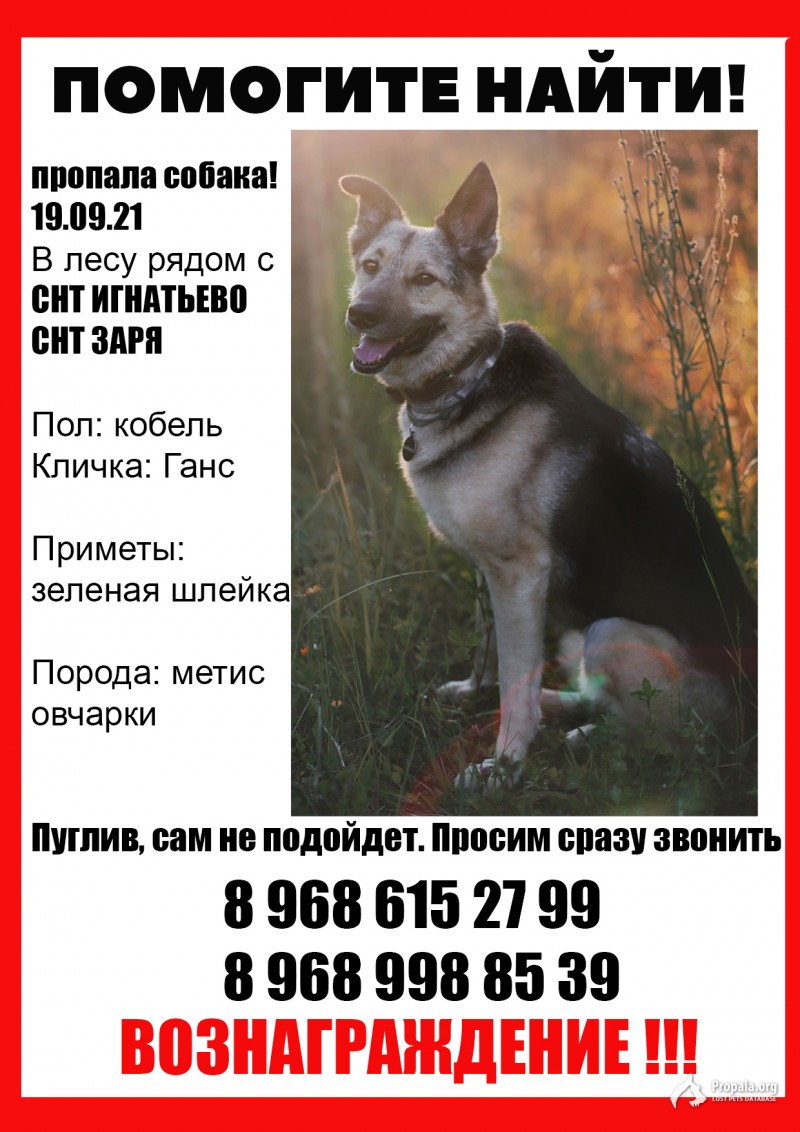 Пропала собака