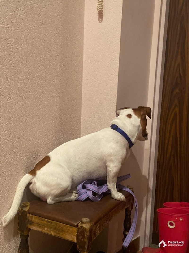 Пропала собака!