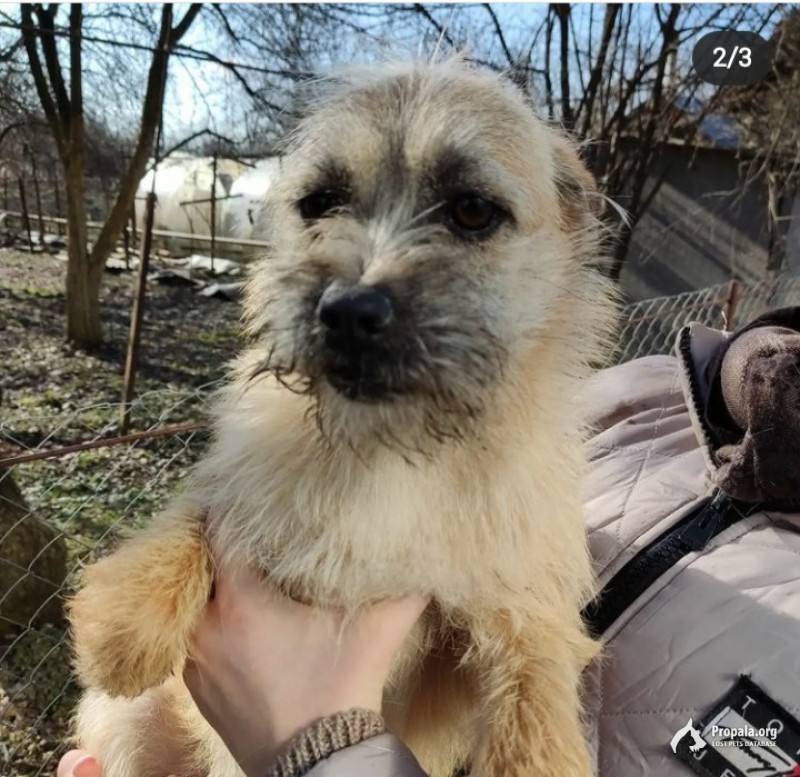 Пропала собака похожая на терьера