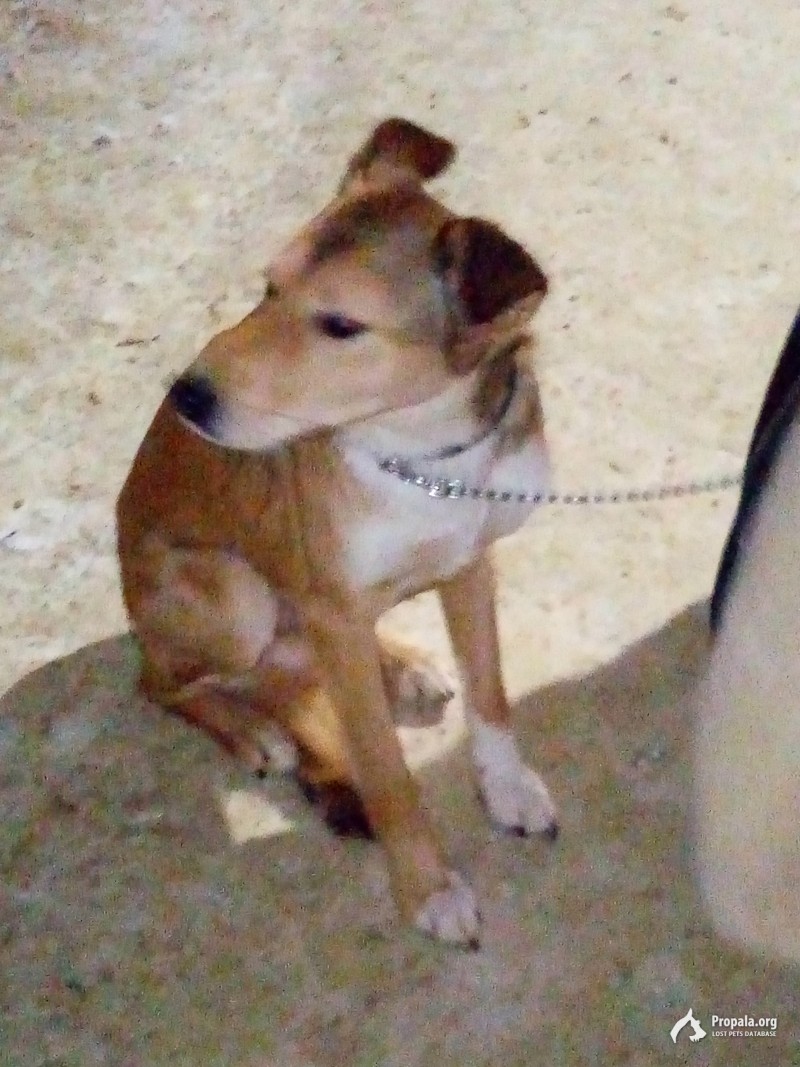 Пропала собака домашняя Рыжик