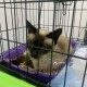 Мытищи, найдена Тайская кошка с ошейником 7 лет