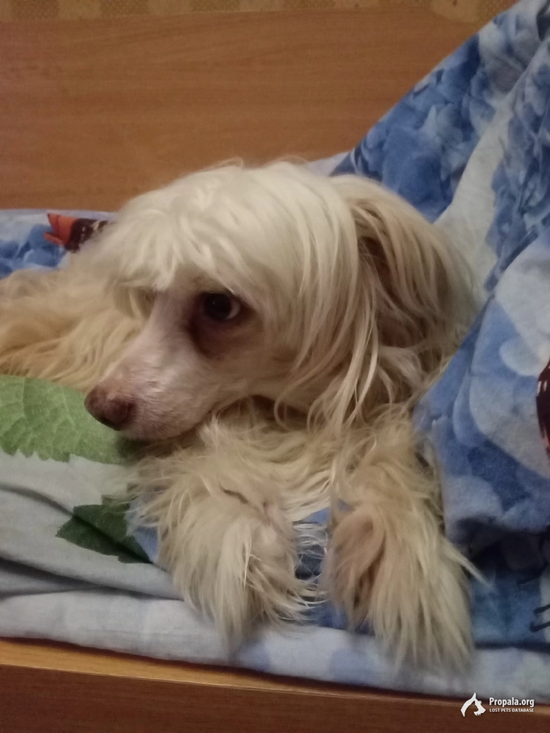 Пропала собака Ярославль ст. Уткино