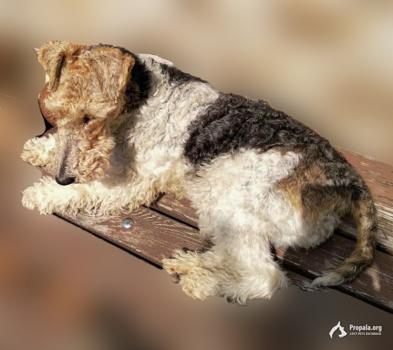 Потерялась девочка, фокстерьер