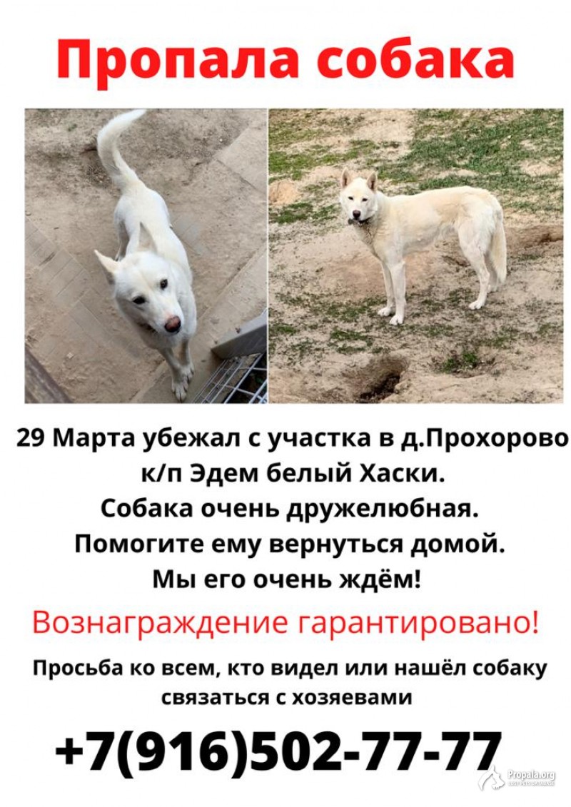 Убежала Собака!