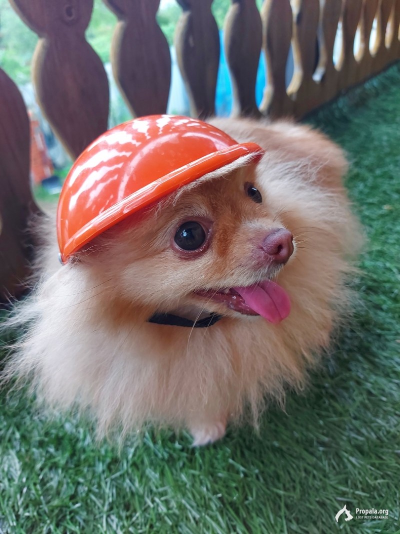 Пропала собака / Псковская область