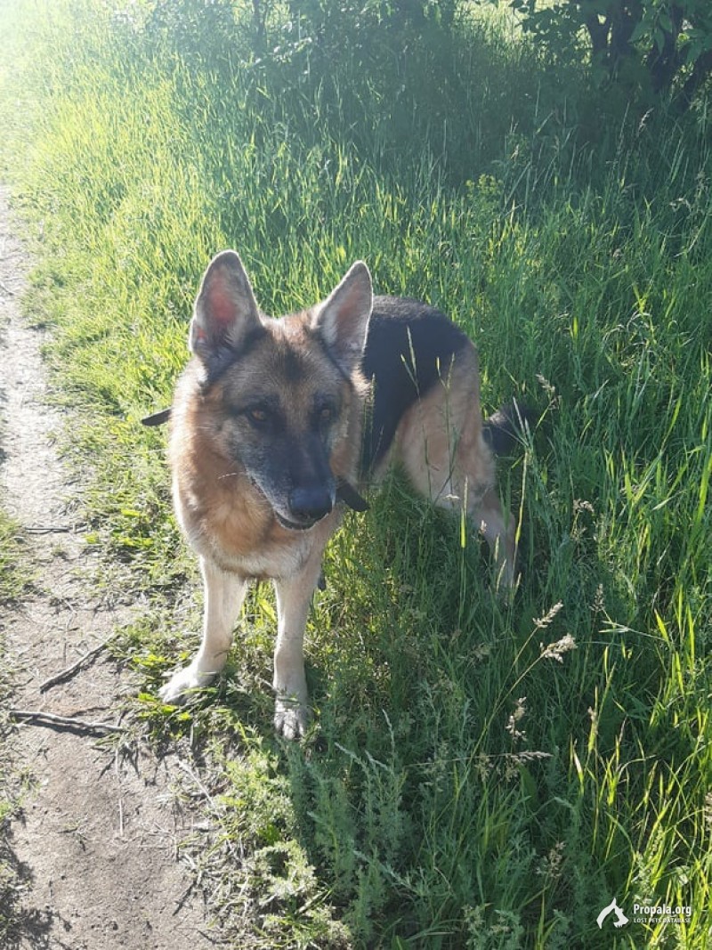 Пропала немецкая овчарка