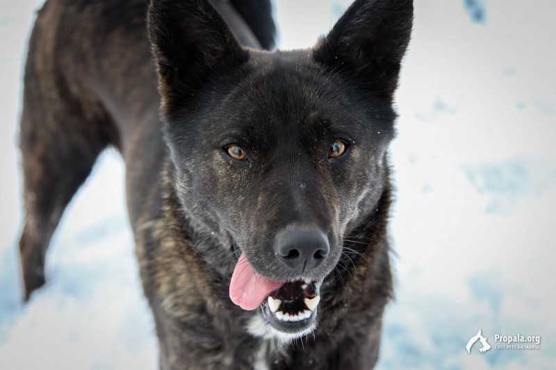 Пропала собака