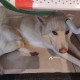 Найден молодой бежевый пёс в Берёзовке