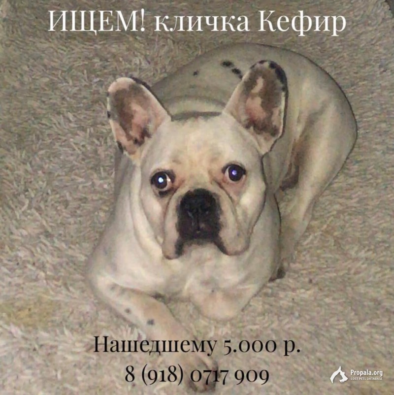 Пропала собака в районе пос. Южного