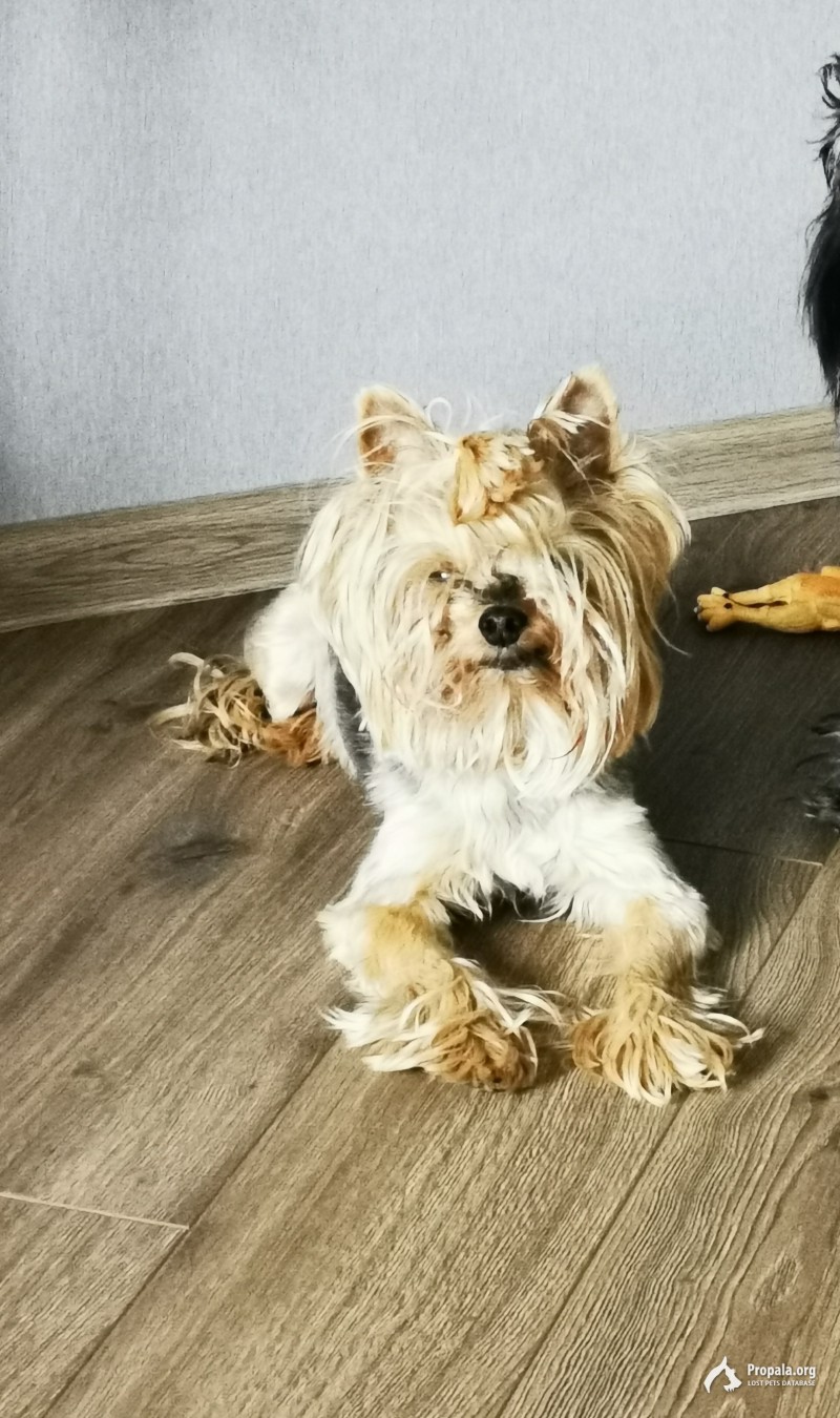 Потерялся 15 мая саратов пересечение чапаева/зарубина