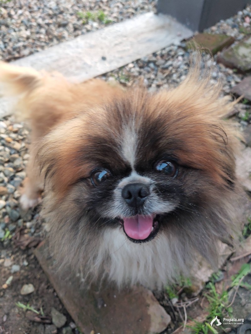 Найдена собака породы пекинес.