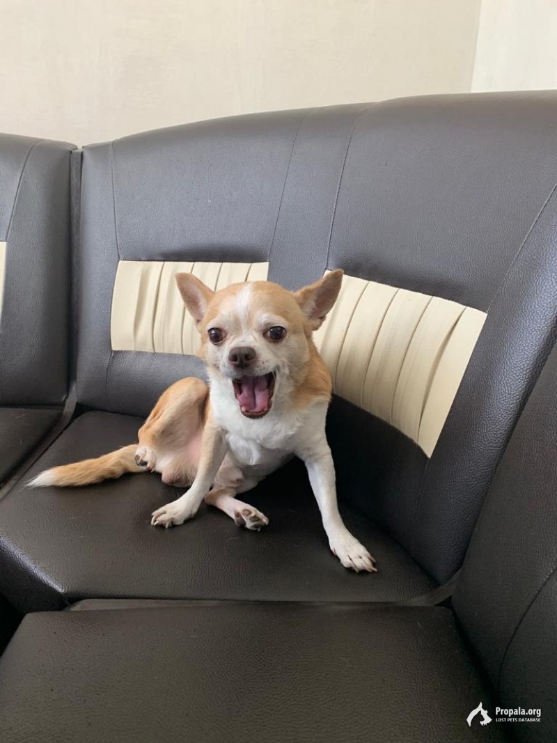 Пропала собака