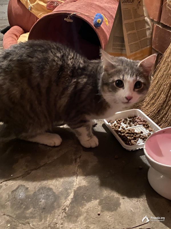 Выбросили молодого кота, нужна помощь