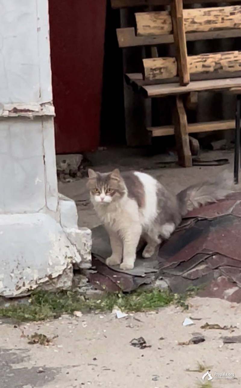 Кошка найдена- Волжская Здравница