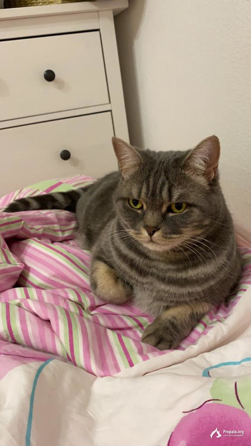 Пропал кот (Лен.обл., Кудрово)