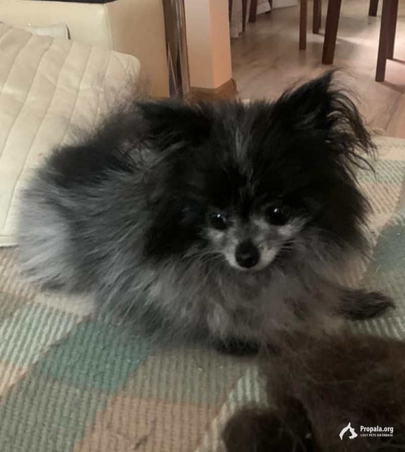 Потерялась наша крошка мини-шпиц