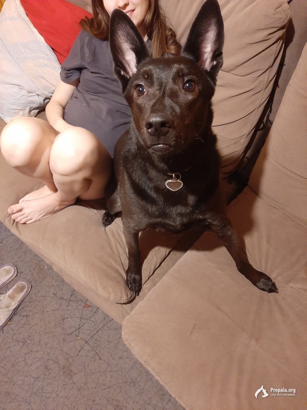 Пропала собака Джесси в районе хбк