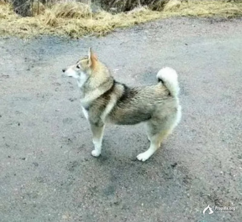 Пропала собака