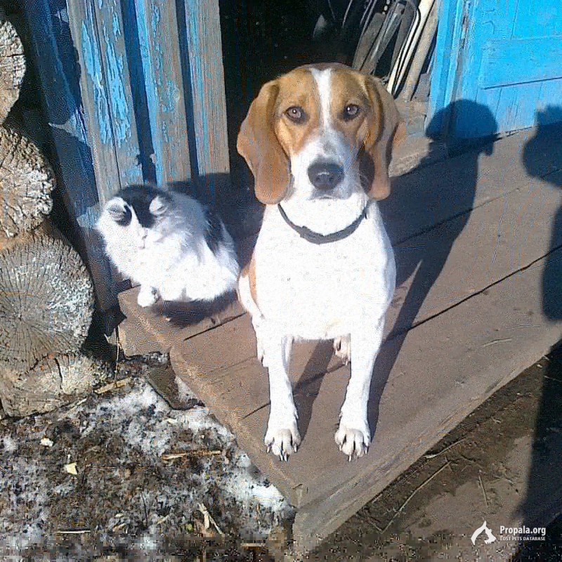 Пропала эстонская гончая выжловка