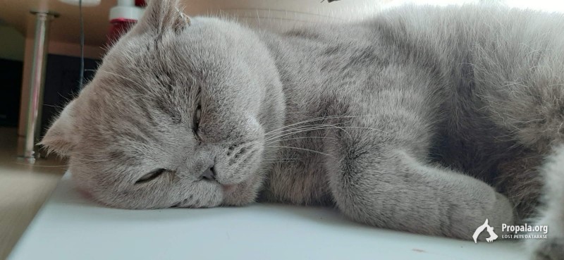 Отдам в добрые руки