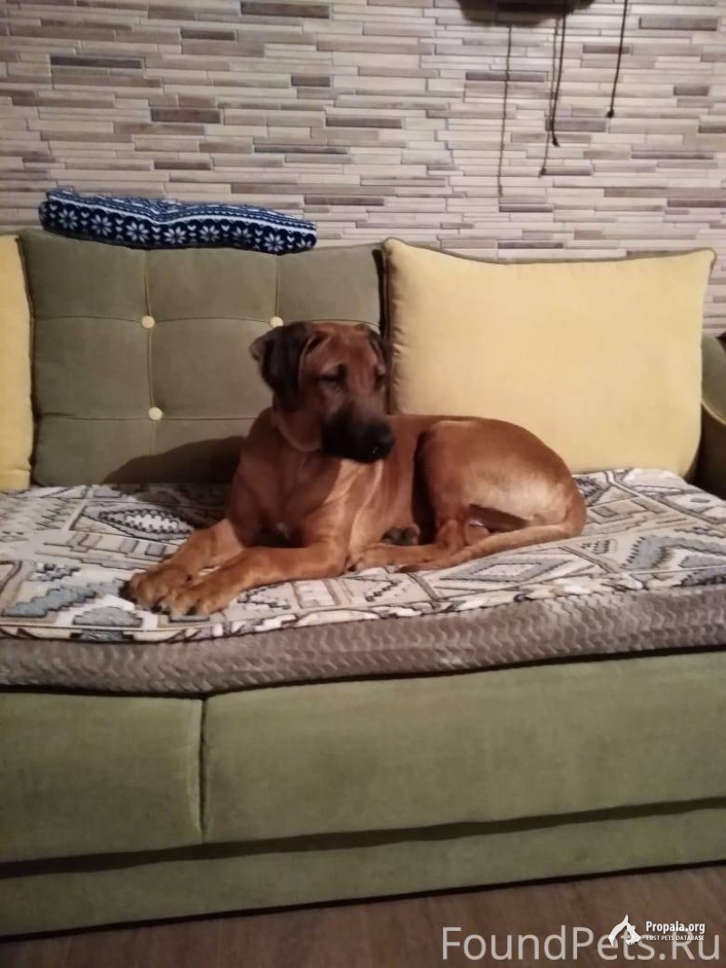 Пропал риджбек Ватсон в Чеховском районе