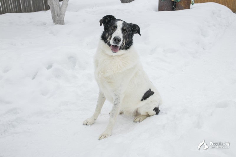 Москва и МО Знакомьтесь - Бим