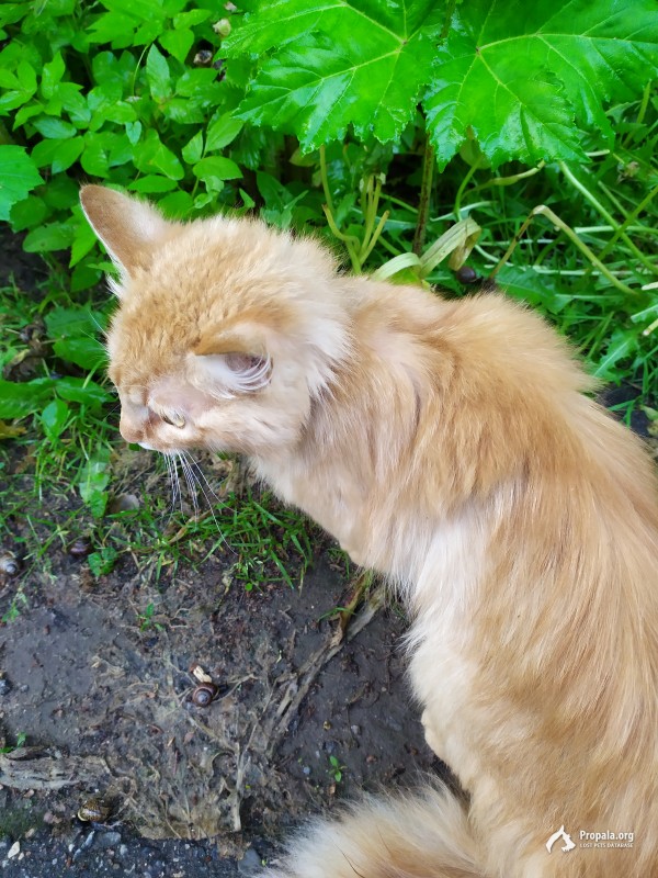 Найдена рыжая пушистая кошка (кот)