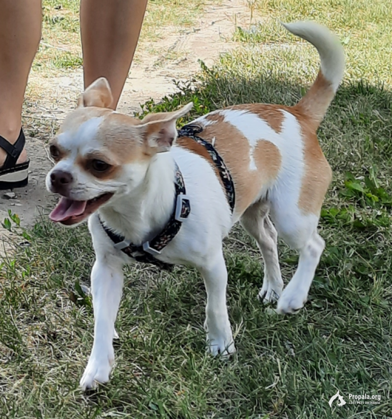 Пропала чихуахуа