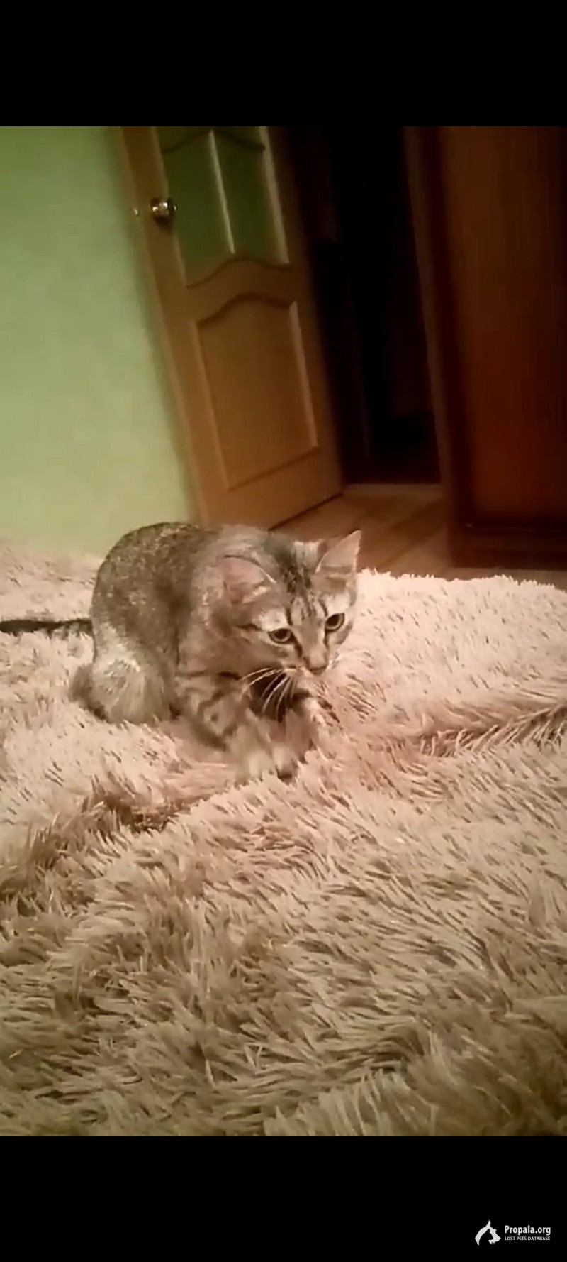 Пропала кошка!