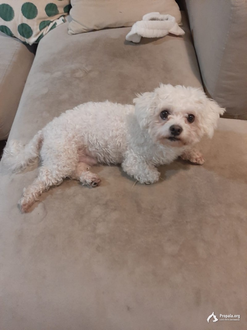 26.03 в Измайлово, Москва, пропала собака