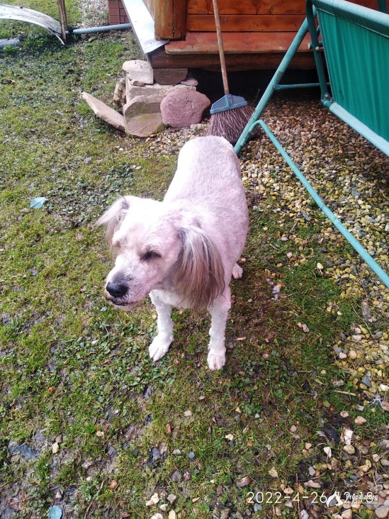 ПРОПАЛА СОБАКА!!!