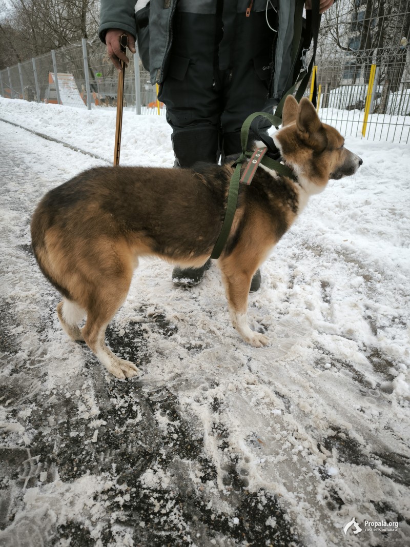 Найдена собака олимпийский парк