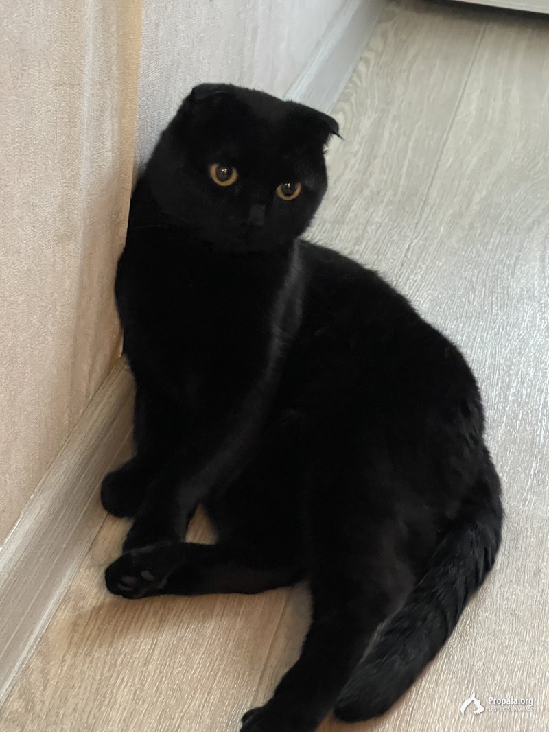 чёрный вислоухий кот 