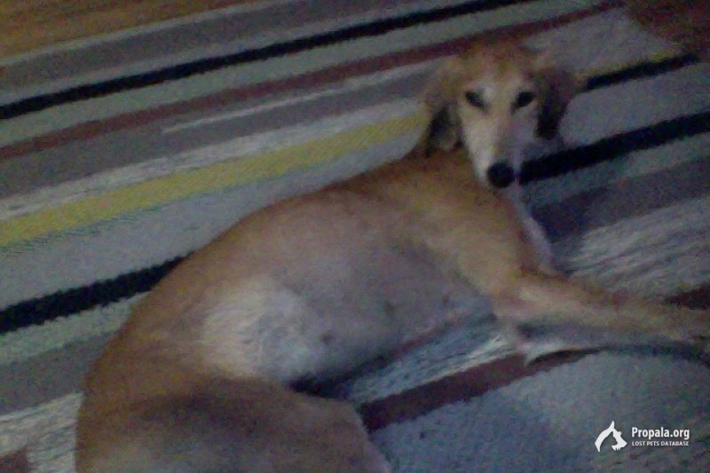 найдена сука борзой еще щенок