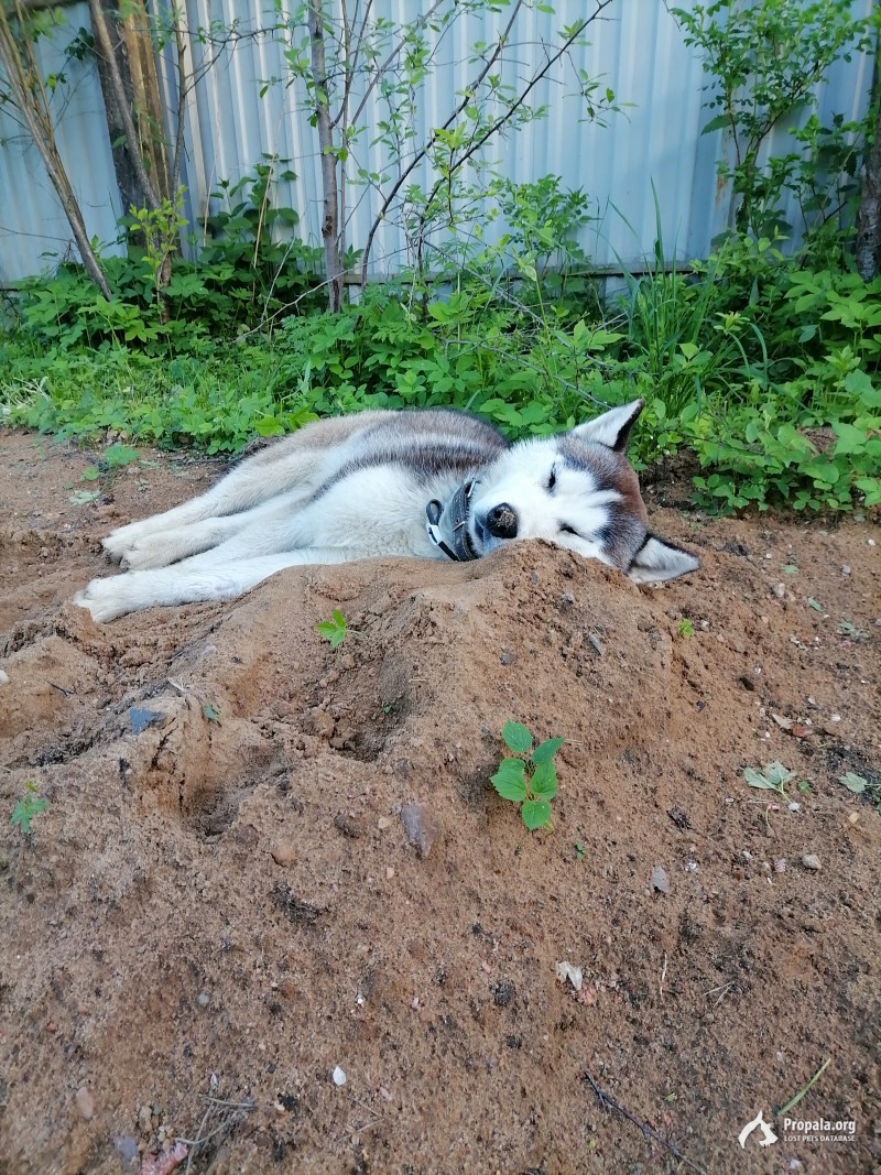Найден кобель заскт