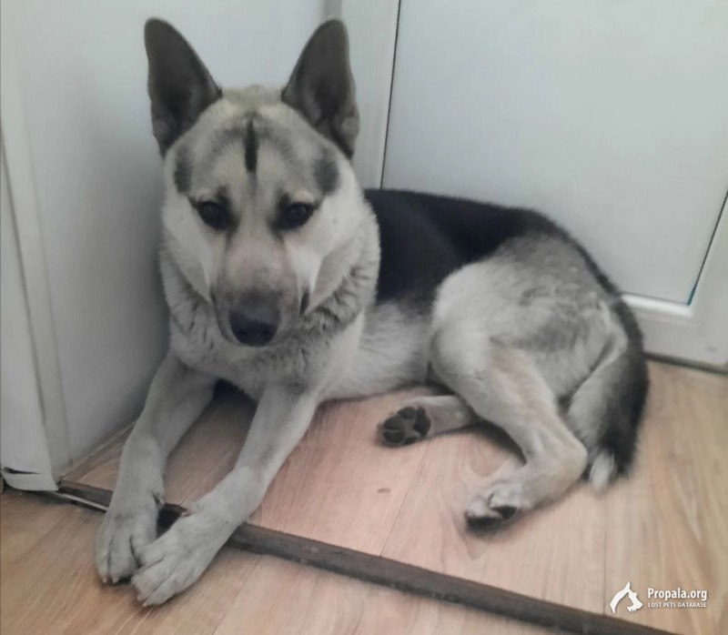 Потерялась собака