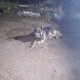 Пропала собака, смесь с маламутом в районе Мясново