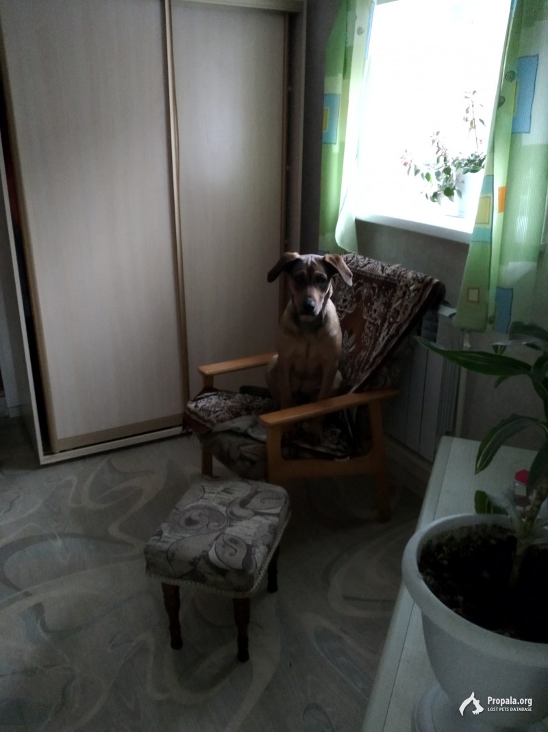 Пропала собака