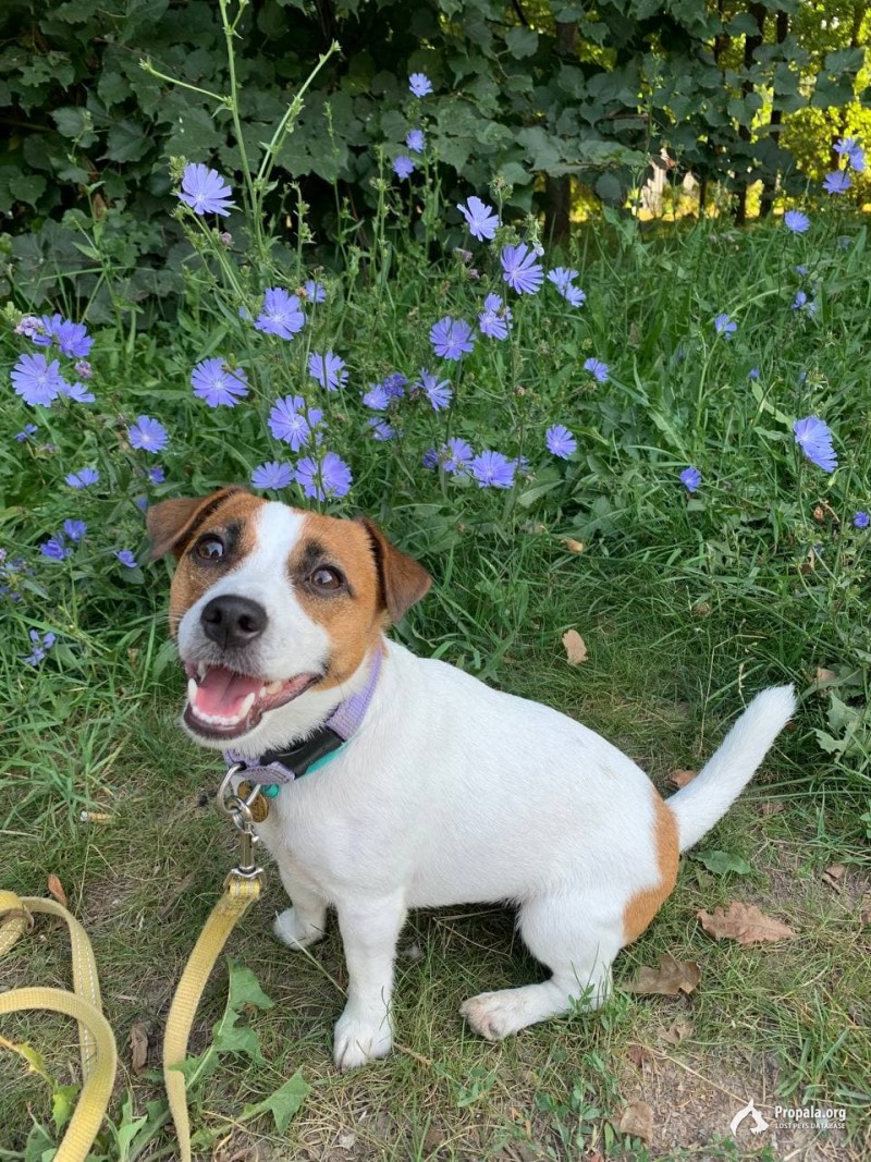 ПРОПАЛА СОБАКА ДЖЕК РАССЕЛ ТИМИРЯЗЕВСКАЯ