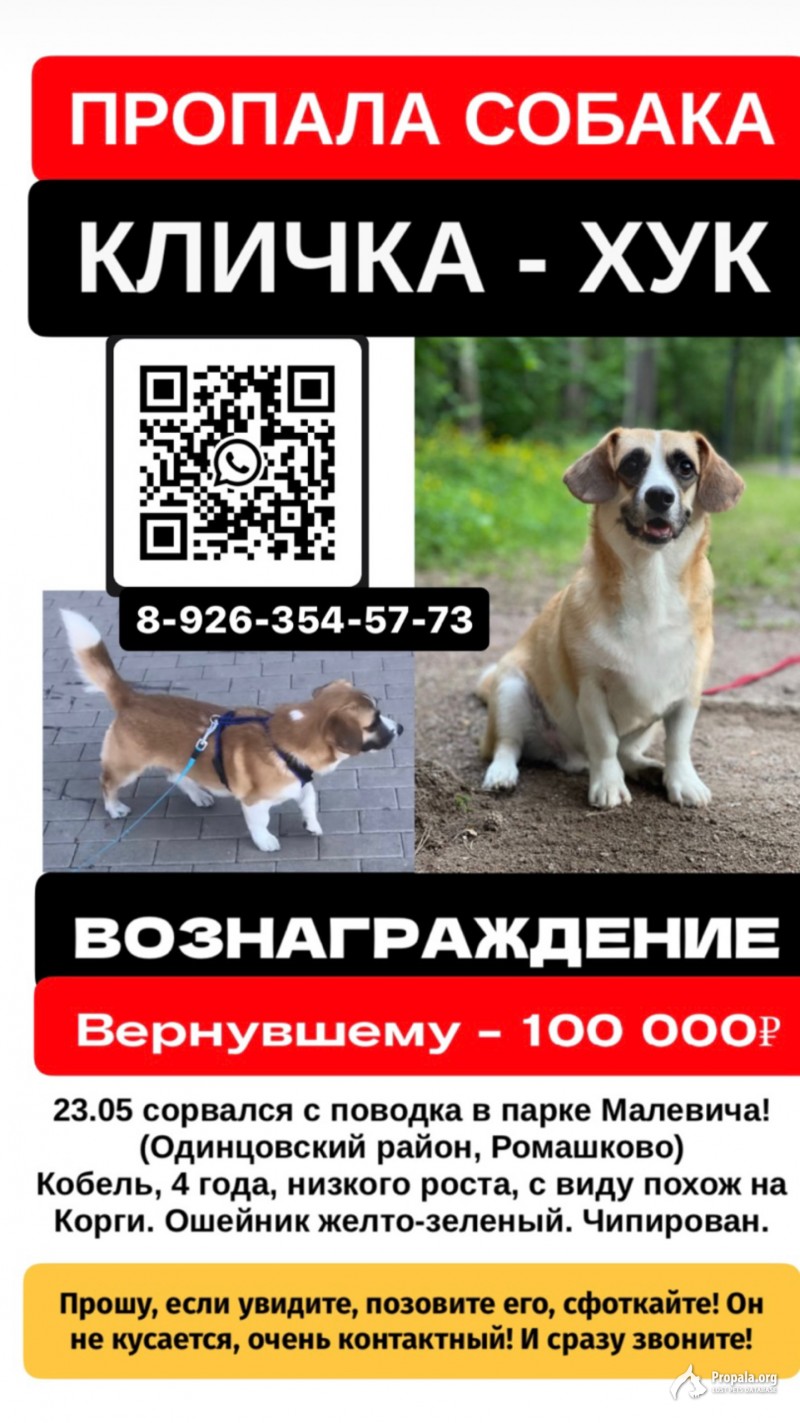 Пропала собака