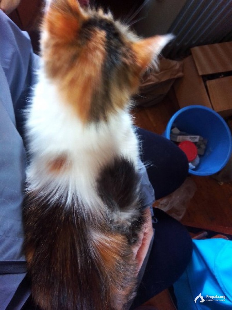 Пропала кошка