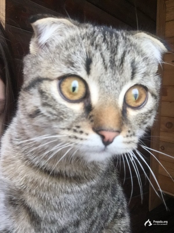 Прошу помогите найти кота,буду вам благодарна