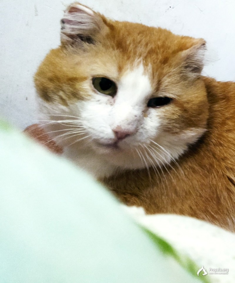 Потерялся кот по адресу ул Мичурина 49