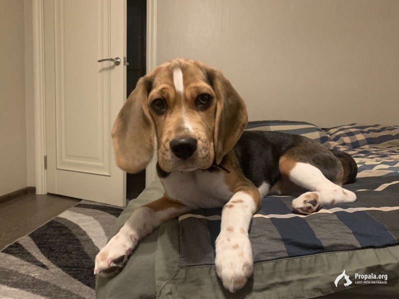 Пропала собака