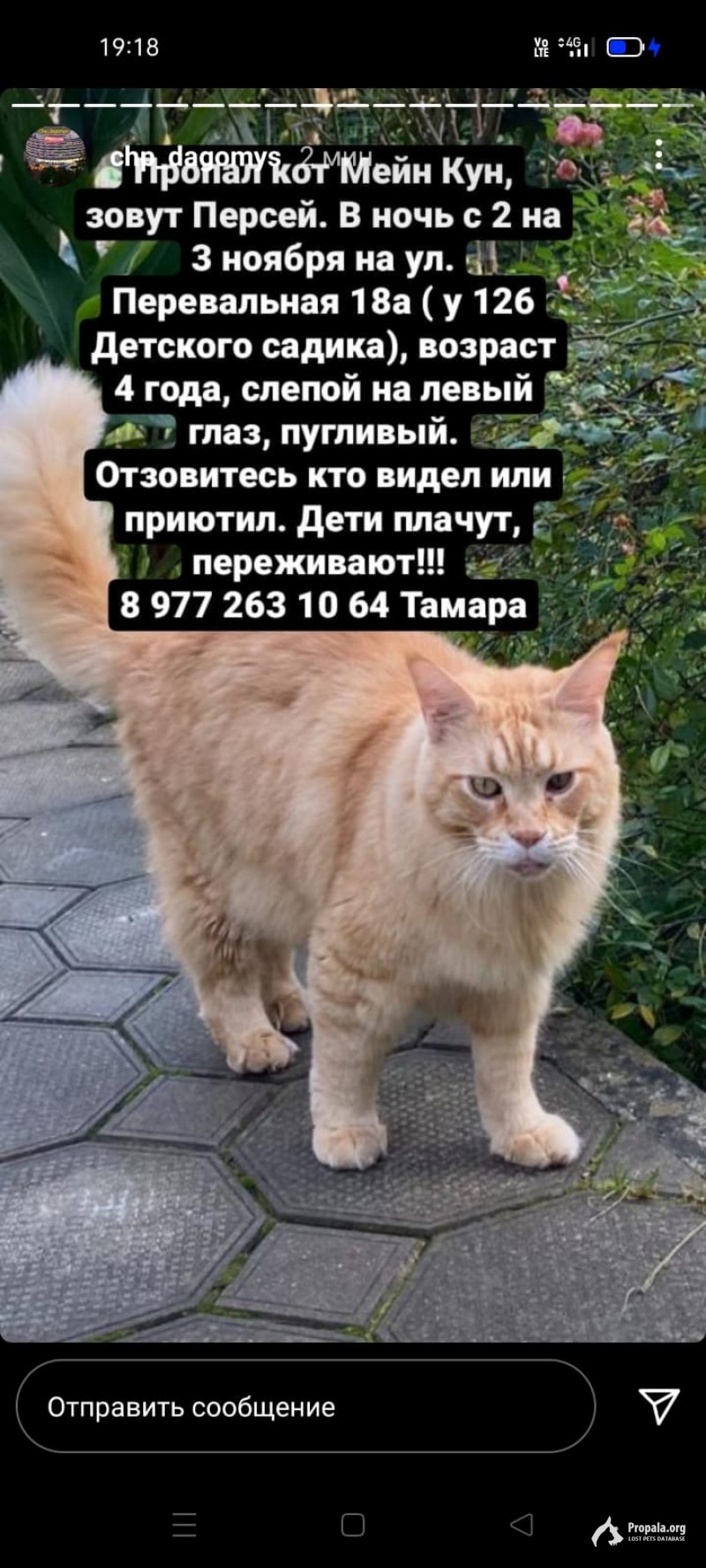 Пропал кот Мейн Кун