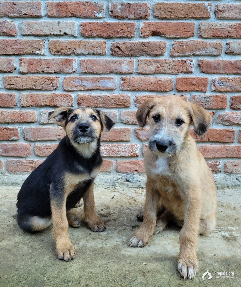 Космонавты Холли и Молли ищут свой дом