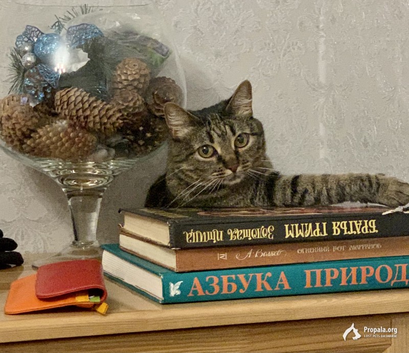 Пропала кошка