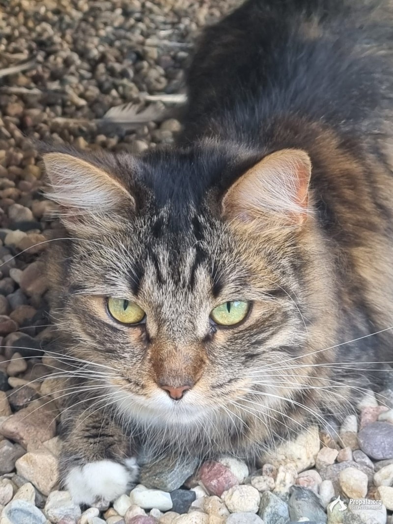 Найдена кошка/кот поселок Некрасовский (Катуар)