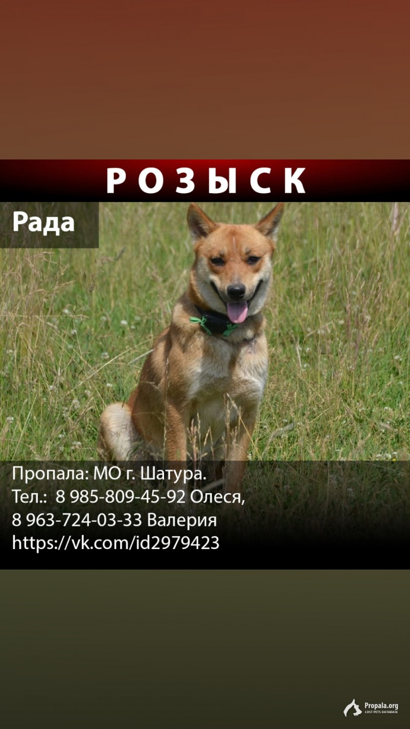 Пропала рыжая собака.