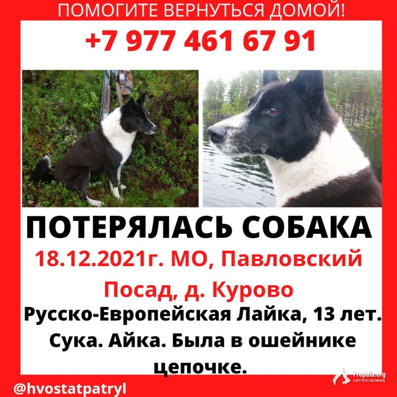 Потерялась собака : Лайка русско европейская